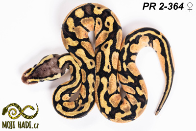 hadi na prodej, mládě, český chov hadů, odchov hadů, mojihadi.cz, Python regius, ballpython, krajta královská, Pastel, het Orange Ghost